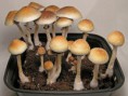 Cogumelo Mágico Psilocybe Cubensis